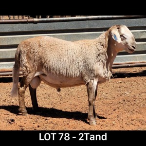 LOT 78 1X MEATMASTER RAM DRIEKOP MEATMASTERS