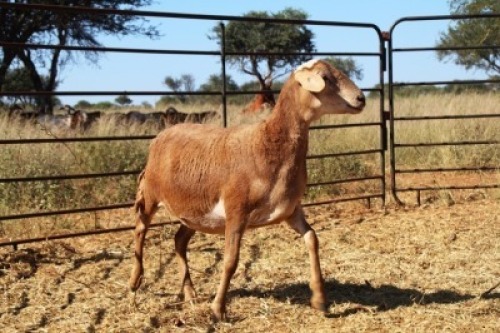 1X OOI/EWE Thaba Meatmasters - Chris Barkhuizen - 076 8506726 (Highest Bidder may choose A, B or C of Lot round or take all - Pay per piece. Choice once per Lot round, Rest to take all)