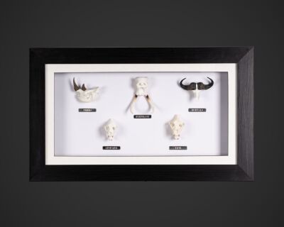 1 x FRAMED, BIG-5 SKULLIES SET: