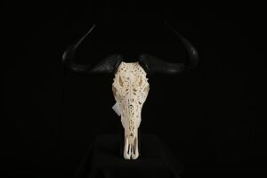 1 x CARVED BLUE WILDEBEEST SKULL. 