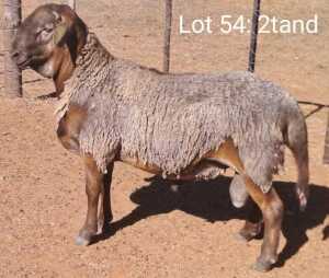 LOT 54 1X MEATMASTER RAM OMEGA MEATMASTERS