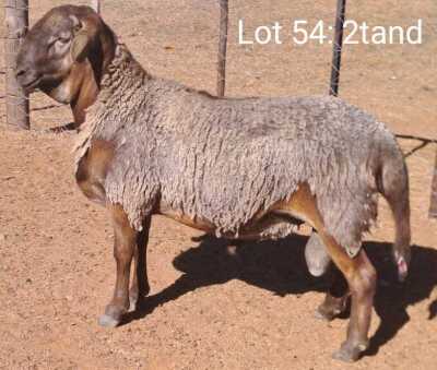 LOT 54 1X MEATMASTER RAM OMEGA MEATMASTERS