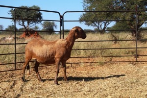 1X OOI/EWE Thaba Meatmasters - Chris Barkhuizen - 076 8506726