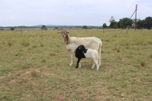 1X OOI met lam/EWE with lamb J Afrika - Mandla Seopela - 082 044 4712 (Highest Bidder may choose A, B or C of Lot round or take all - Pay per piece. Choice once per Lot round, Rest to take all)