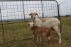 1X OOI met lam/EWE with lamb J Afrika - Mandla Seopela - 082 044 4712 (Highest Bidder may choose A, B, C or D of Lot round or take all - Pay per piece. Choice once per Lot round, Rest to take all)