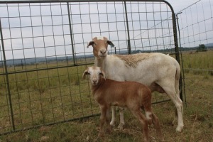 1X OOI met lam/EWE with lamb J Afrika - Mandla Seopela - 082 044 4712 (Highest Bidder may choose A, B, C or D of Lot round or take all - Pay per piece. Choice once per Lot round, Rest to take all)