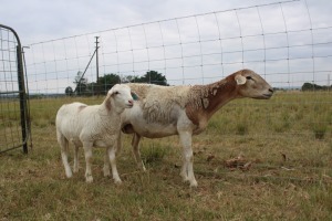 1X OOI met lam/EWE with lamb J Afrika - Mandla Seopela - 082 044 4712