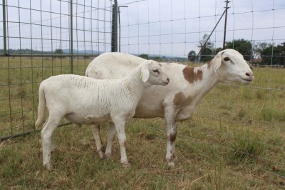 1X OOI met lam/EWE with lamb J Afrika - Mandla Seopela - 082 044 4712