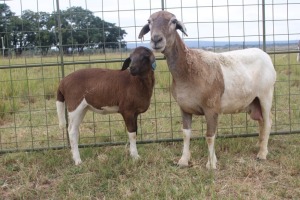 1X OOI met lam/EWE with lamb J Afrika - Mandla Seopela - 082 044 4712