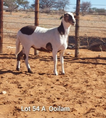 LOT 54 2X MEATMASTER OOI/EWE VêR VAN HIER MEATMASTERS (Pay per Animal)