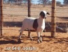 LOT 54 2X MEATMASTER OOI/EWE VêR VAN HIER MEATMASTERS (Pay per Animal) - 2