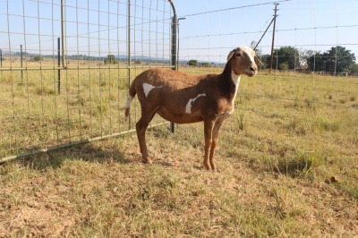 1X OOI/EWE J Afrika - Mandla Seopela - 082 044 4712 (Highest Bidder may choose A, B or C of Lot round or take all - Pay per piece. Choice once per Lot round, Rest to take all)