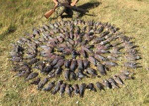 1-DAY BIRD HUNT - UPLAND BIRDS