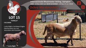 LOT 15 1X MEATMASTER RAM OCHRE MEATMASTERS