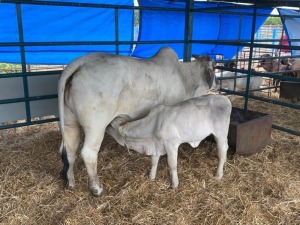 1X Grey Brahman Cow & Calf GDH195 Grandin Stud