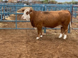 1X Simmental Cow GDH1627 MAGGIE Grandin Stud