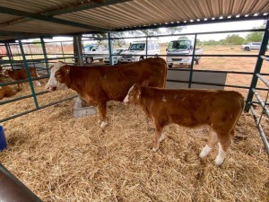 1+1X Simmental Cow & Calf GDH20302 + GDH23302 Grandin Stud