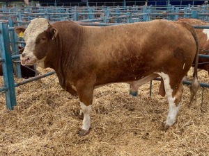 1X Simmental Bull GDH20101 Grandin Stud