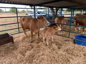 1+1X Simmental Cow & Calf GDH208 & GDH2330 Grandin Stud