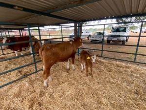 1+1X Simmental Cow & Calf GDH2033 & GDH2340 Grandin Stud