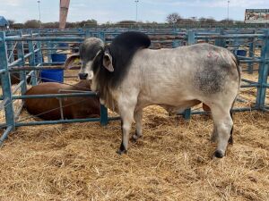 1X Grey Brahman Bull GDH2025 Grandin Stud