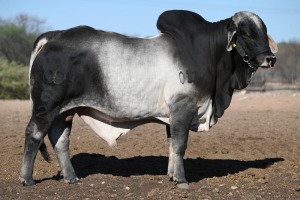 1X Grey Brahman Bull GDH2068 Grandin Stud