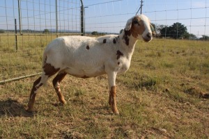 1X OOI/EWE J Afrika - Mandla Seopela - 082 044 4712