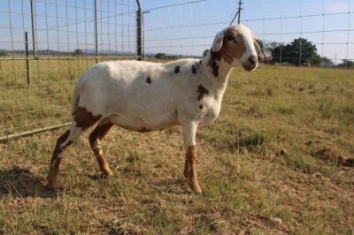 1X OOI/EWE J Afrika - Mandla Seopela - 082 044 4712