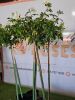 LOT 0BD 10X ROOSBOME/ ROSE BUSHES