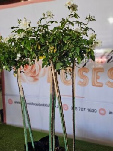 LOT 0BD 10X ROOSBOME/ ROSE BUSHES 