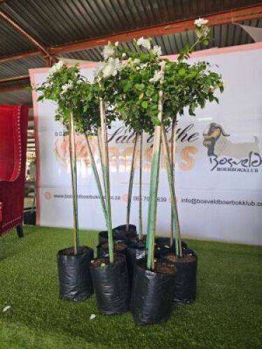 LOT 0BE 10X ROOSBOME/ ROSE BUSHES 
