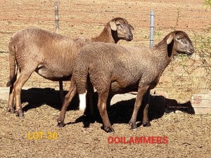 LOT 30 2X MEATMASTER OOI/EWE OSVLEY MEATMASTERS (Pay per Animal)