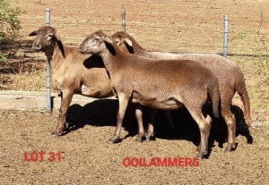 LOT 31 2X MEATMASTER OOI/EWE OSVLEY MEATMASTERS (Pay per Animal)