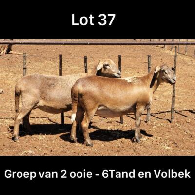 LOT 37 2X MEATMASTER OOI/EWE DRIEKOP MEATMASTERS (Pay per Animal)