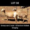 LOT 38 2X MEATMASTER OOI/EWE DRIEKOP MEATMASTERS (Pay per Animal)