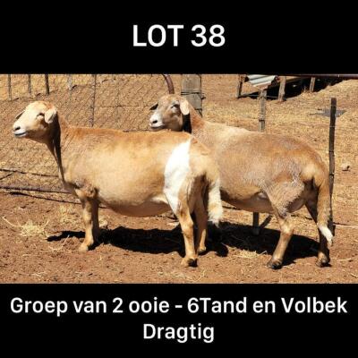 LOT 38 2X MEATMASTER OOI/EWE DRIEKOP MEATMASTERS (Pay per Animal)