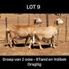 LOT 9 2+2X MEATMASTER OOI/EWE DRIEKOP MEATMASTERS (Pay per Animal)