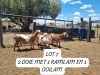 LOT 7 1+1X MEATMASTER OOI/EWE ANRIDEL MEATMASTERS