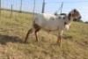 1X OOI/EWE J Afrika - Mandla Seopela - 082 044 4712 - 2