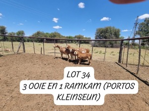 LOT 34 1+1X MEATMASTER OOI/EWE ANRIDEL MEATMASTERS (Pay per Animal)