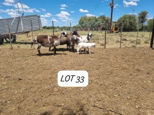 LOT 33 1+1X MEATMASTER OOI/EWE ANRIDEL MEATMASTERS 