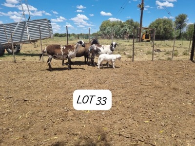 LOT 33 1+1X MEATMASTER OOI/EWE ANRIDEL MEATMASTERS