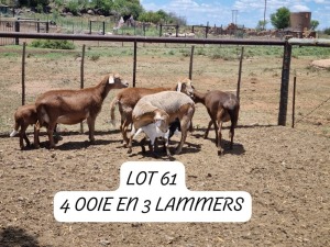 LOT 61 1+1X MEATMASTER OOI/EWE ANRIDEL MEATMASTERS 