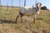 1X OOI/EWE J Afrika - Mandla Seopela - 082 044 4712 - 3