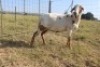 1X OOI/EWE J Afrika - Mandla Seopela - 082 044 4712 - 3