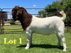 1X Boer Goat Flock C Buck Lukas Burger Boer Goats