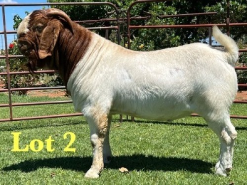 1X Boer Goat Stud Buck Lukas Burger Boer Goats