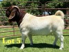 1X Boer Goat Flock T Buck Lukas Burger Boer Goats