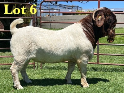 1X Boer Goat Flock C Buck Lukas Burger Boer Goats