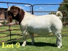 1X Boer Goat Stud Buck Lukas Burger Boer Goats